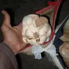 فقع طيب وجديد حبه كبير زبيدي