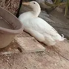 بط ذكر و2انثى اخدين تطعيماتهن كاملة