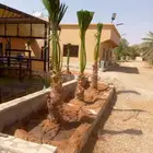نخيل