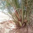فسايل نخل