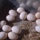 بيض بلدي مخصب