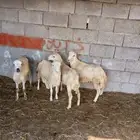 كباشه للبيع