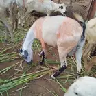 شاه للبيع الموقع العارضة