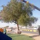 اشجار زيتون كبير زينه