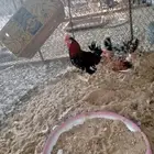 طقم دجاج ماكنتوش