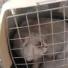 مندوب توصيل حيوانات اليفه