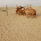 10 غنم سواكن بالفحل دفيع ومضاريع َيتبعها 1راس ب 1650 ريال