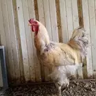 طقم براهما أمريكي TOP (تم البيع الله يبارك للمشتري)