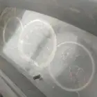 انباع
