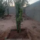 فسايل النخيل