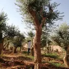 يوجد لدينا أنواع الشجرة والزيتون المعمر والمقصوصه