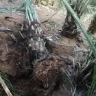 يوجد الدينا جميع أنواع النخل
