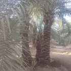 جثايث نخل سكري طيبة الطول من4مترالى 6مترعلى400