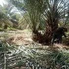 نخل خلاص للبيع بسر مناسب