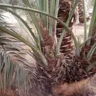 نخل نوايع نوادر قديمه