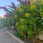 مشتل تنسيق حدائق