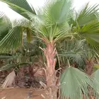 توريد وغرس انخيل بجميع انواعها