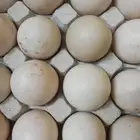 بيض بط مسكوفي مخصب