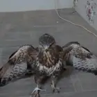 عقاب