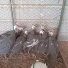 دجاج حبشي رماح