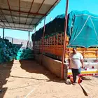 نشاره نظيفه جدا جدا لمزارع الدجاج