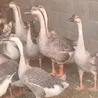 وز عراقي بيور ودجاج بلدي بياض