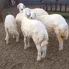طليان ورخال