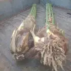 صفاوي فسائل نخل صفاوي العدد 700