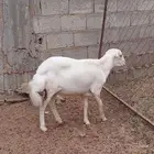 خروف للبيع