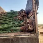 نخل فسائل