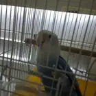 عصفور روز