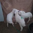 ارخال وطلي