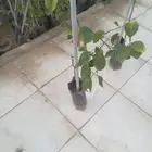 معلم زراعه وجميع انواع الزراعه النخيل والاشجار