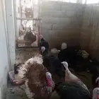 دجاج وديوك رومي