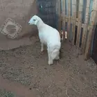 رخل