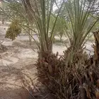 نخيل مثمر نوايع قديمه ونوادر