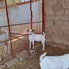 تيس لبنى للبيع