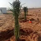 يوجد لدينا فروخ وجميع انواع النخل غار صقر وتكريم وتنظيف