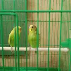 طيور بادجي زوج