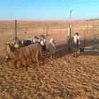 معزا وشياه