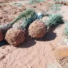 نخل للبيع مثمر جثايث نقايل