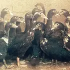 بط بلدي مصري زكور واناث
