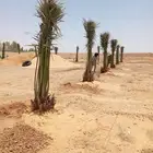 نخل للبيع الرياض القصيم مكه شقراء جده نخيل صقعي مجدول سكري
