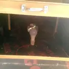 فقاصه