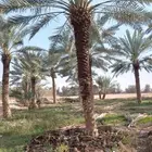 نعم الجميع اشغال النخيل تجديد عربي تكريم هلالي كليب واشنطن
