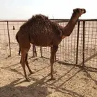 قعود عمره 5 شهور