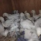 صوص براهما كونك عمر 3 اسابيع