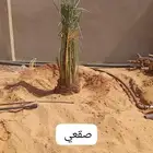 نخل للبيع القصيم