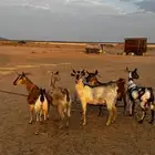 ماعز لون الصيد د ف ع ع ولادة