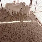 للبيع ثلاثه خرفان وثلاث رخال